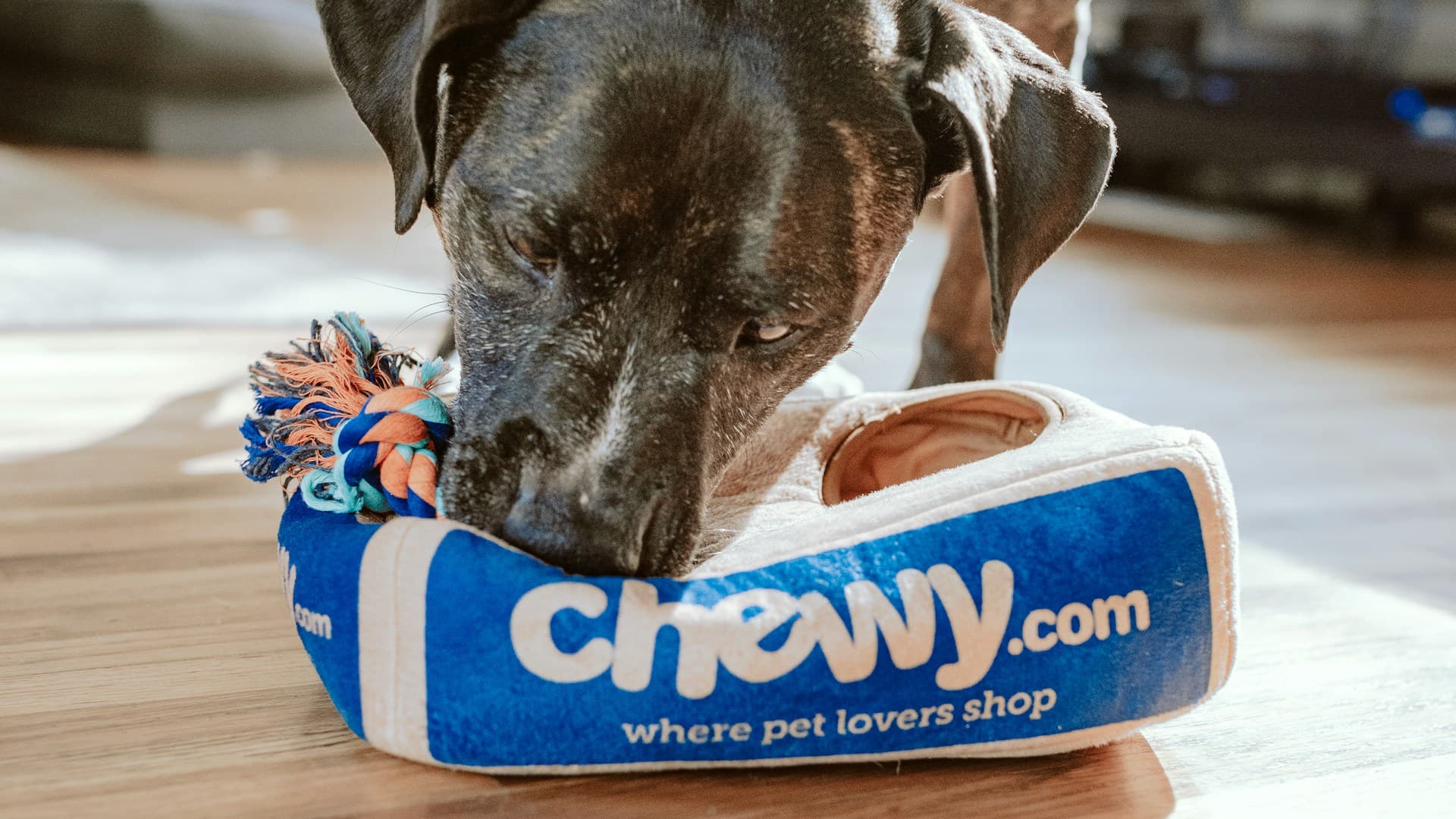 מלונות ופנסיונים לחיות מחמד